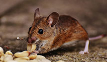24 Hour & Emergency Exterminators in Santa Barbara, CA